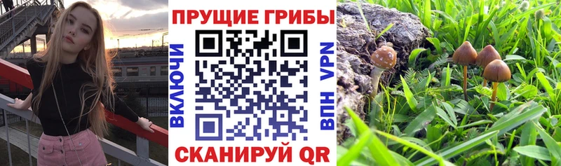 Галлюциногенные грибы Psilocybine cubensis  blacksprut сайт  Цоци-Юрт  магазин продажи  